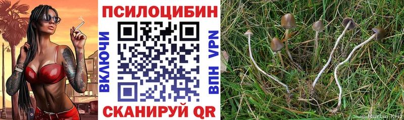 купить Томмот МЕГА онион Псилоцибиновые грибы Psilocybe